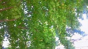 Nec_0146